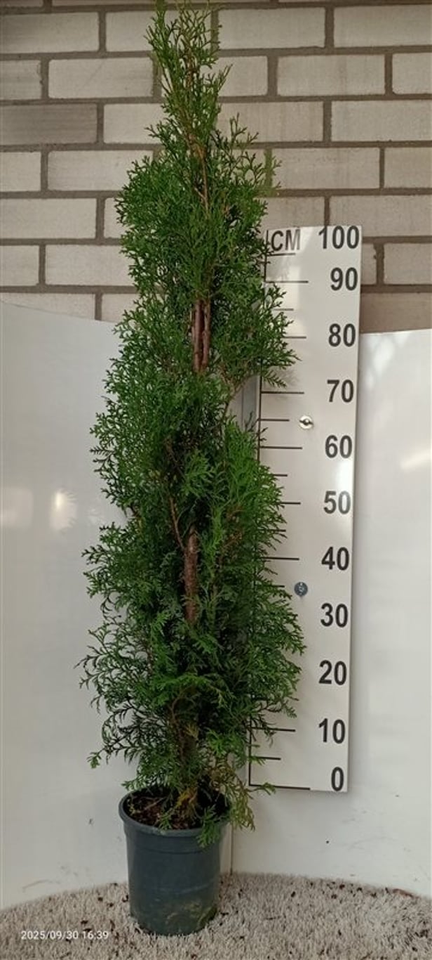 Thuja occ. Thin Man - C4 100-125 CM